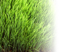 wheatgrass